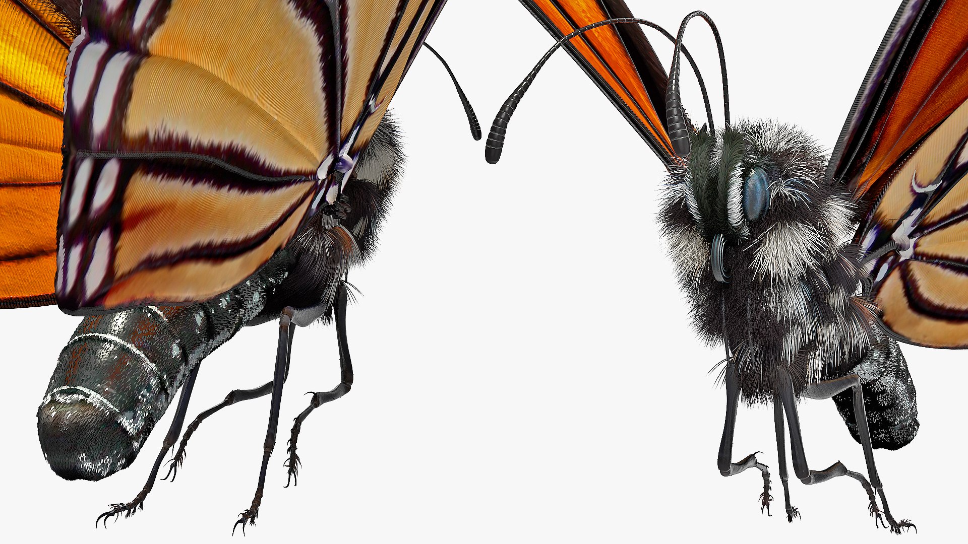 3D monarch butterfly collecting flying insect model https://p.turbosquid.com/ts-thumb/jG/r5SN7W/ZKQFQ0UE/animatedmonarchbutterflycollectionc4dmodel016/jpg/1593177172/1920x1080/fit_q87/a164a1dc2018052842e315c945d5071c773e6835/animatedmonarchbutterflycollectionc4dmodel016.jpg