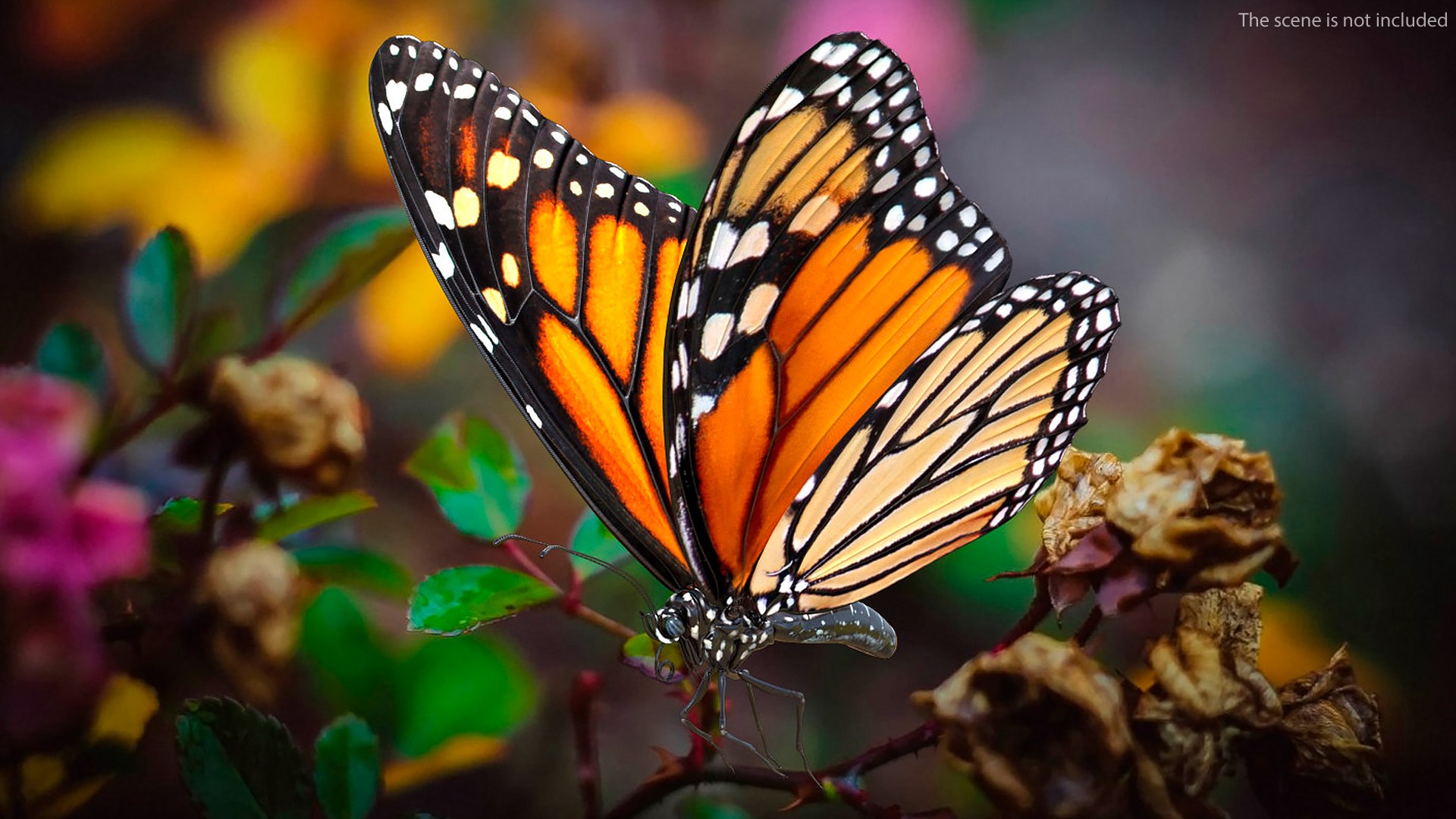3D monarch butterfly collecting flying insect model https://p.turbosquid.com/ts-thumb/jG/r5SN7W/k1hfJiMU/animatedmonarchbutterflycollectionc4dmodel008/jpg/1593177172/1920x1080/fit_q87/80950708001c0cec3ccb19edbe115f190aadc3b2/animatedmonarchbutterflycollectionc4dmodel008.jpg