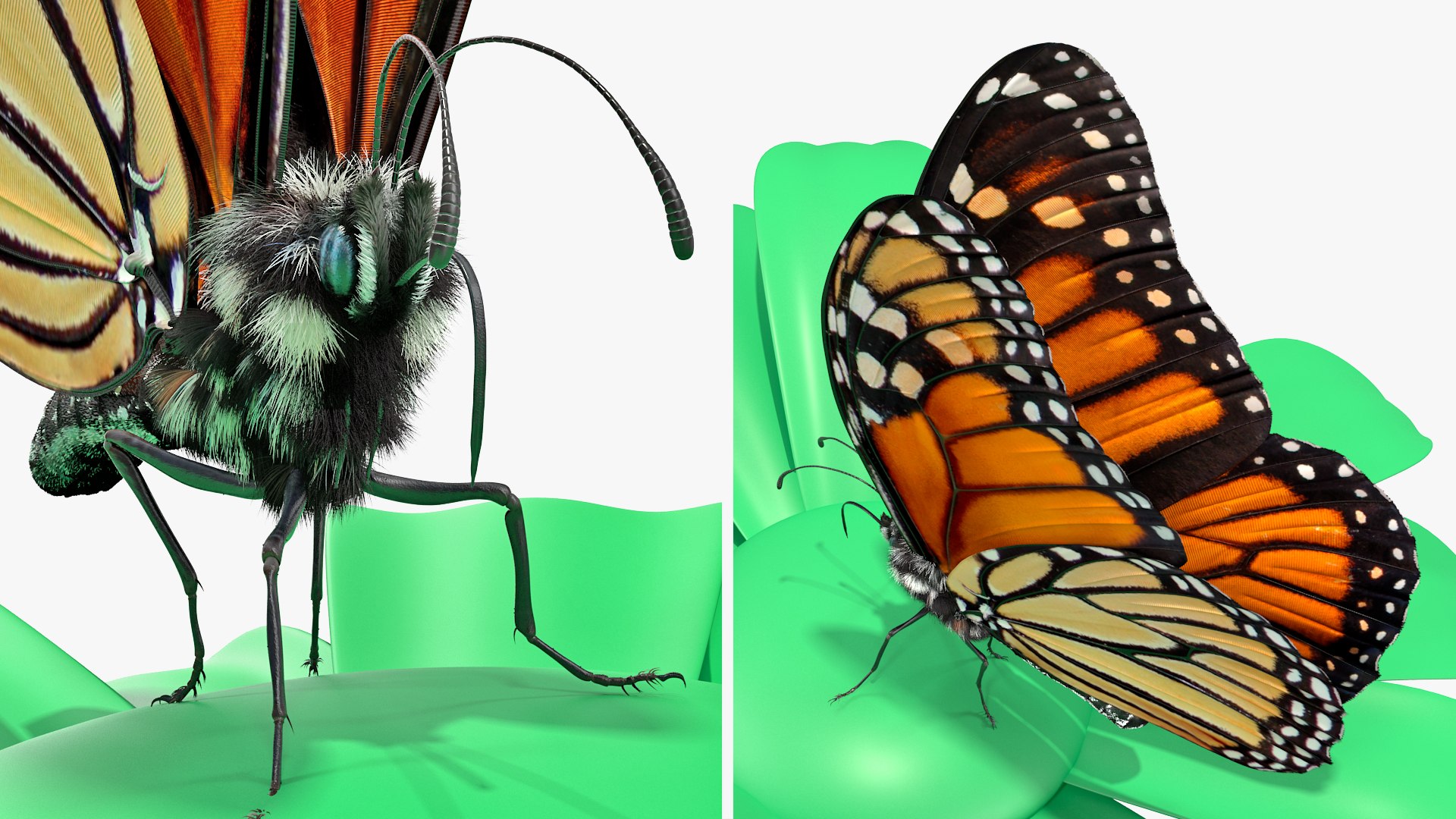 3D monarch butterfly collecting flying insect model https://p.turbosquid.com/ts-thumb/jG/r5SN7W/oabD3T0r/animatedmonarchbutterflycollectionc4dmodel021/jpg/1593177172/1920x1080/fit_q87/f49a1d923ff5a9f756c0b144d09a9ddd6089dbf2/animatedmonarchbutterflycollectionc4dmodel021.jpg