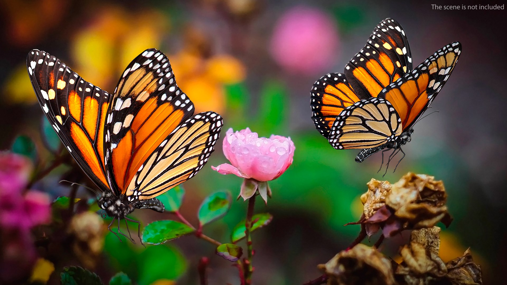3D monarch butterfly collecting flying insect model https://p.turbosquid.com/ts-thumb/jG/r5SN7W/sWLp5ELi/animatedmonarchbutterflycollectionc4dmodel005/jpg/1593177172/1920x1080/fit_q87/77c050c31d0734fe0cd6b541f01c34e9e820b5eb/animatedmonarchbutterflycollectionc4dmodel005.jpg