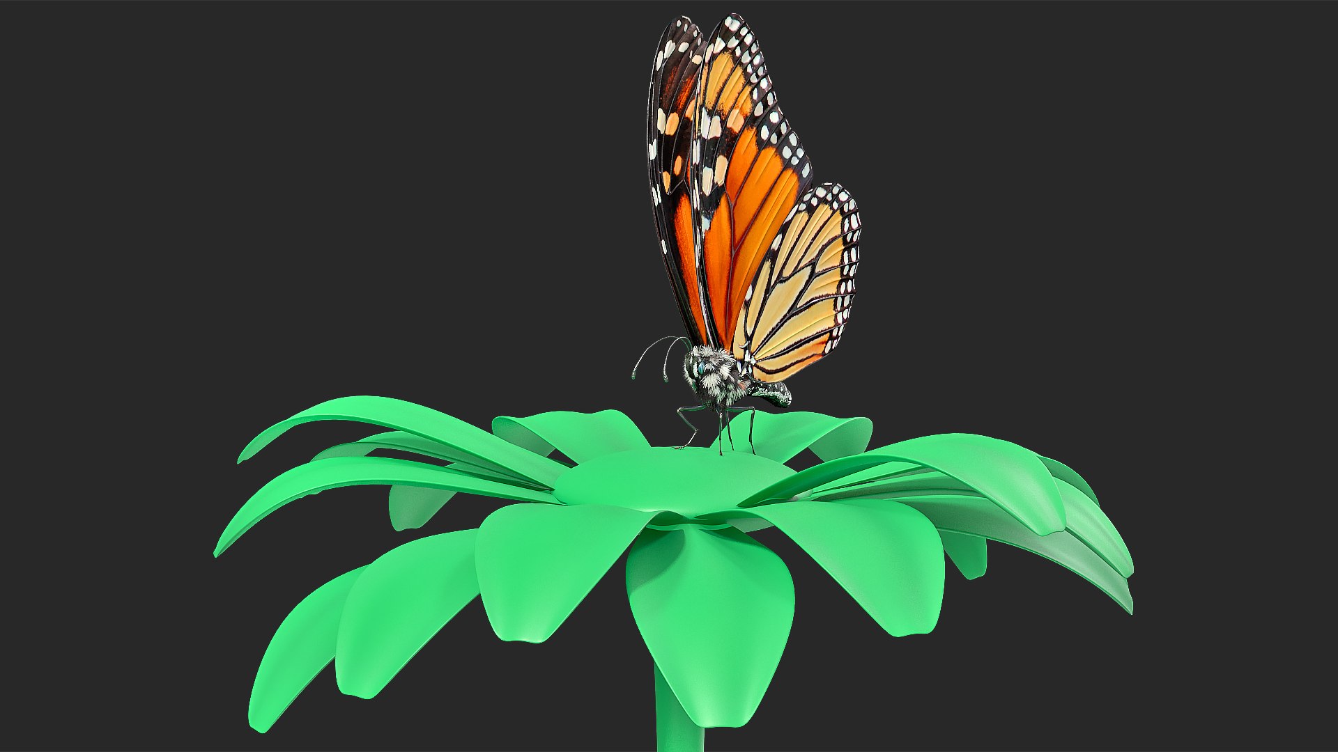 3D monarch butterfly collecting flying insect model https://p.turbosquid.com/ts-thumb/jG/r5SN7W/uplkveEK/animatedmonarchbutterflycollectionc4dmodel011/jpg/1593177172/1920x1080/fit_q87/a5c8871c81ec3c8216154b00abed67571a164a78/animatedmonarchbutterflycollectionc4dmodel011.jpg