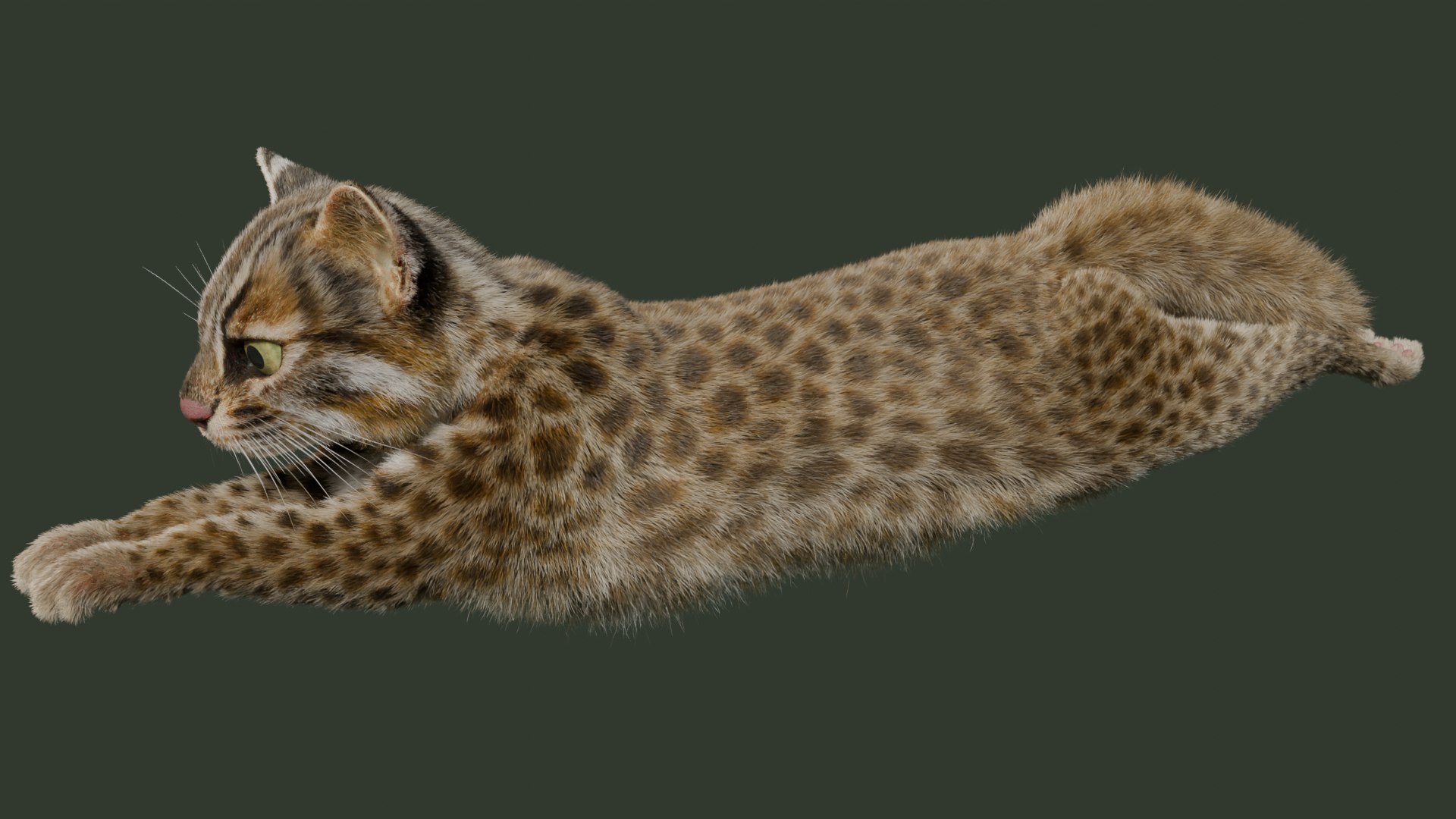 Wildcat Model - TurboSquid 2361469