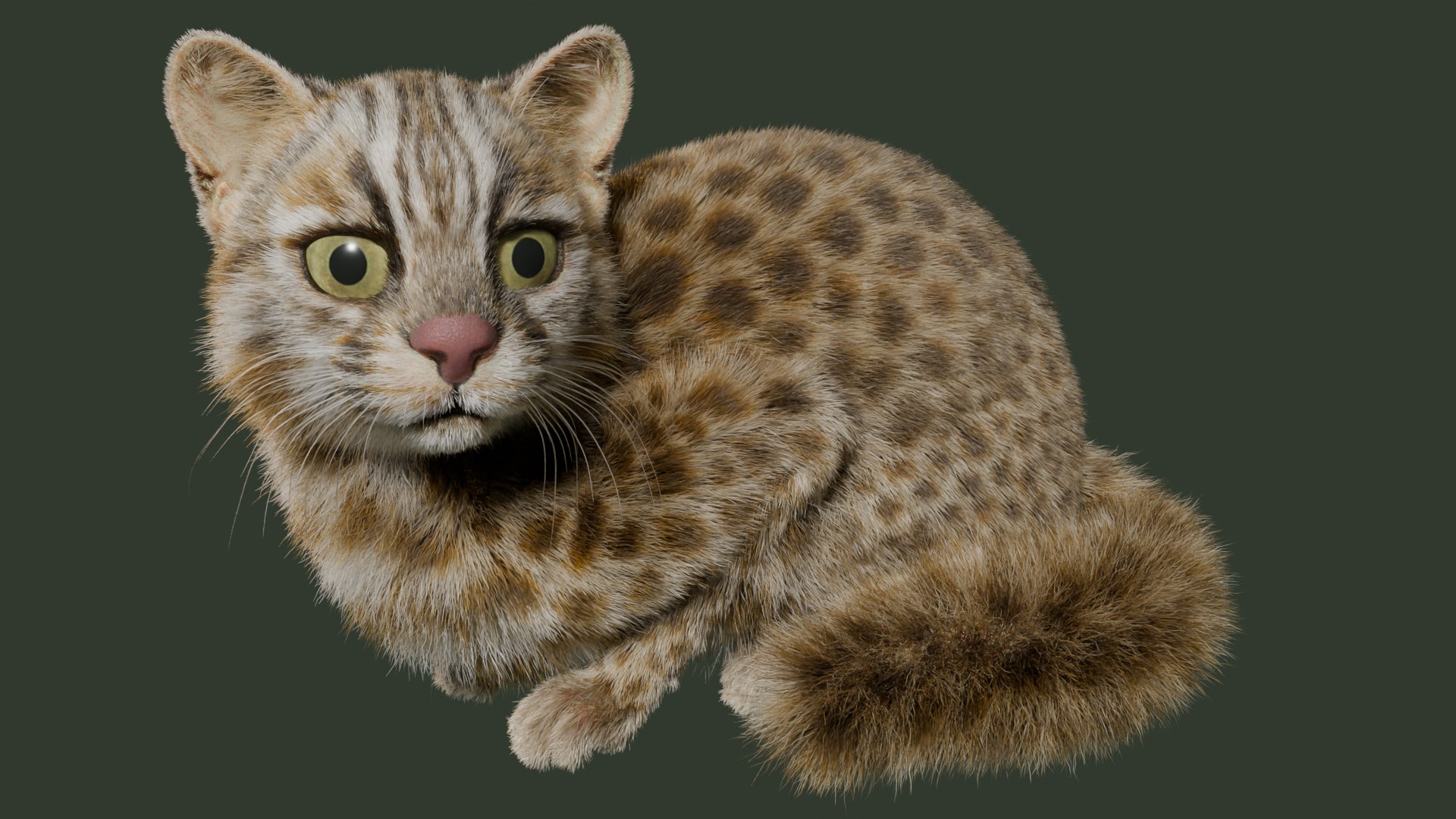 Wildcat Model - TurboSquid 2361469