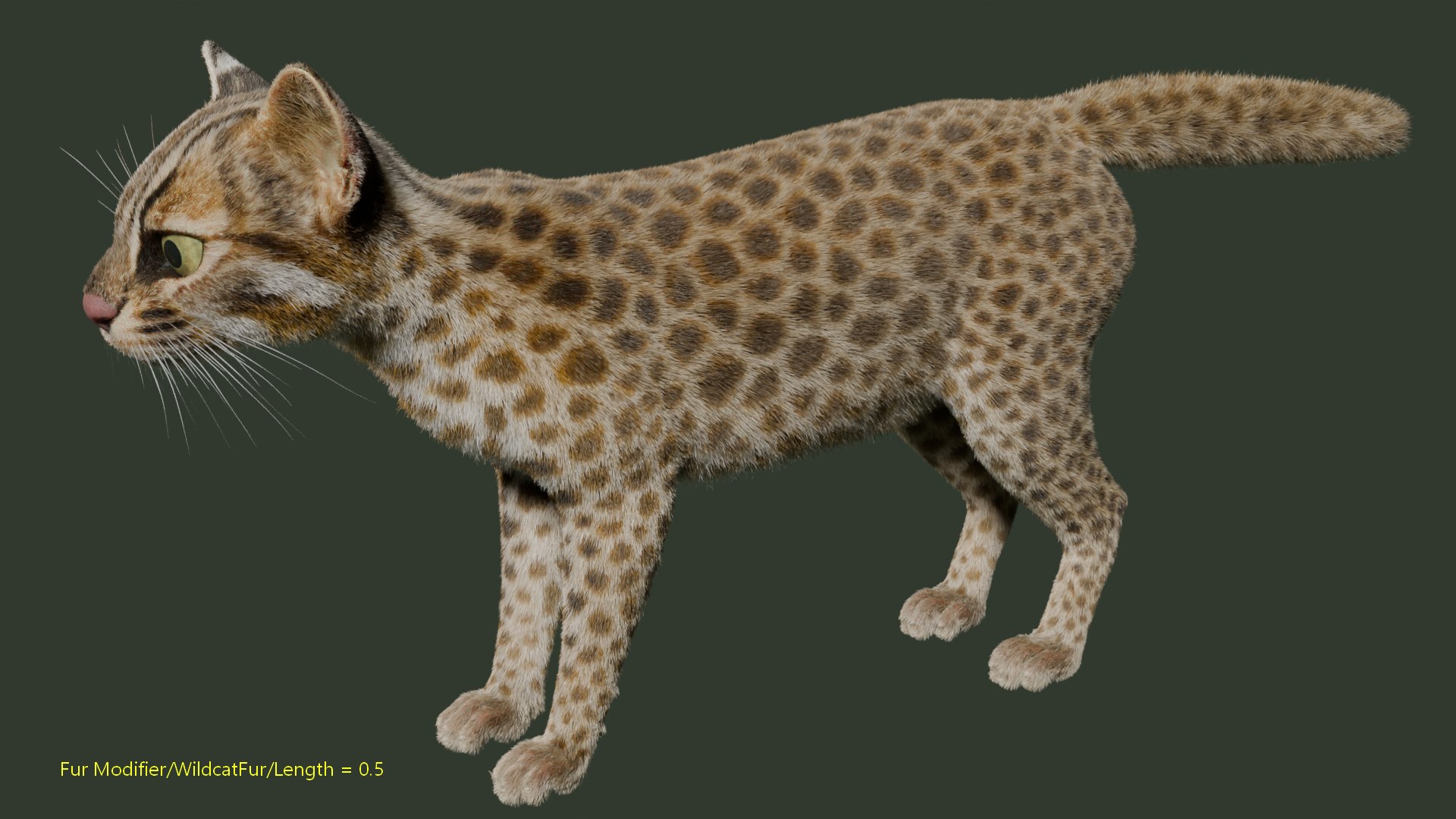 Wildcat Model - TurboSquid 2361469
