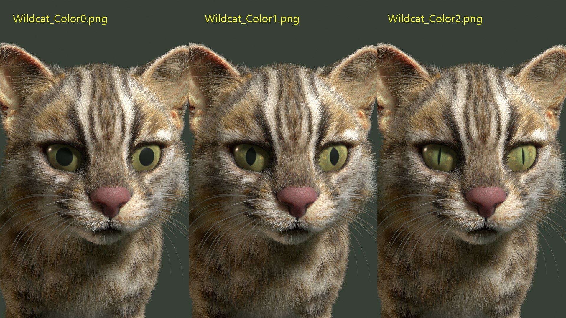 Wildcat Model - TurboSquid 2361469