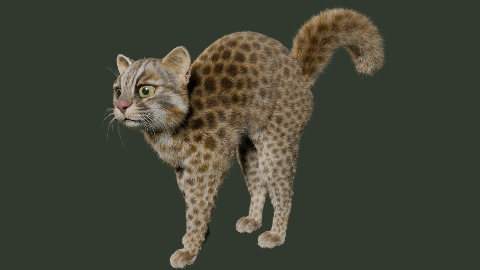 Wildcat Model - TurboSquid 2361469