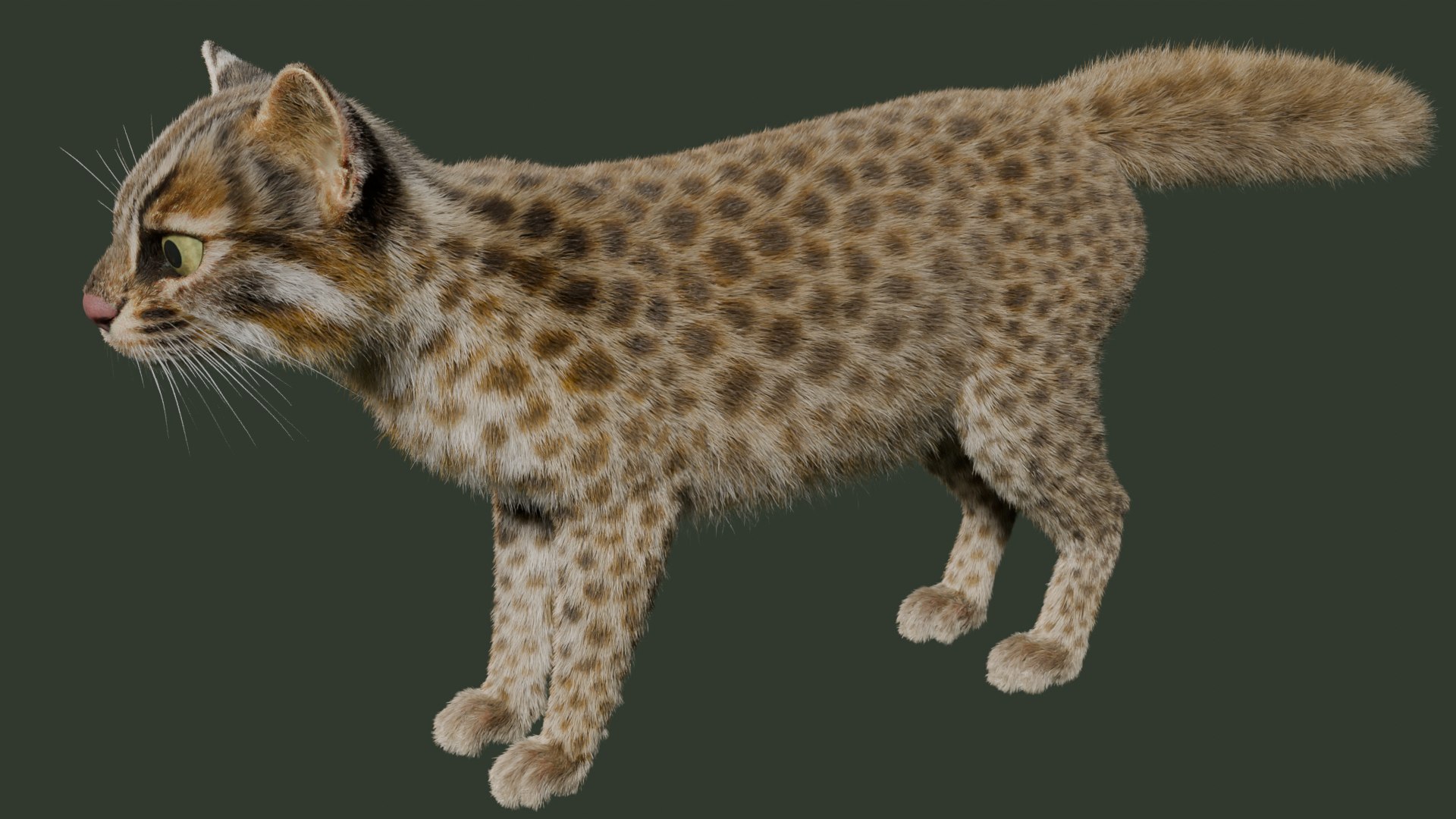 Wildcat Model - TurboSquid 2361469