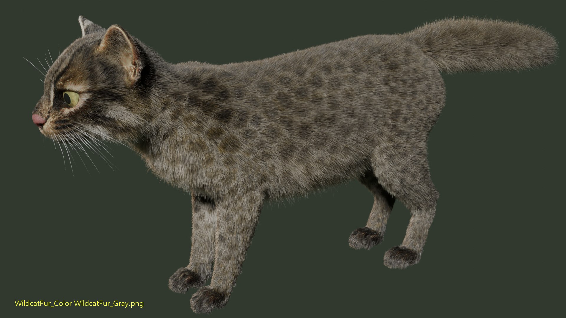 Wildcat Model - TurboSquid 2361469