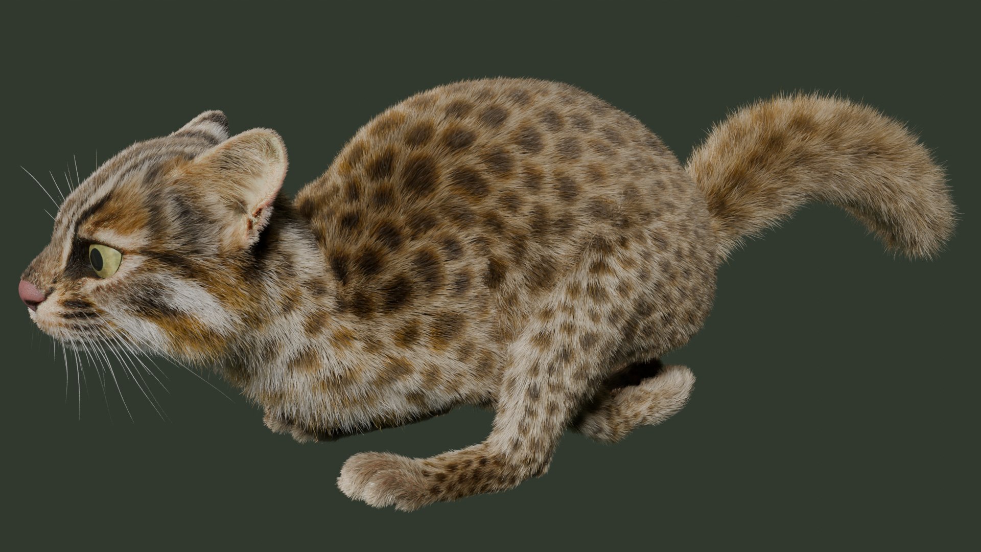 Wildcat Model - TurboSquid 2361469