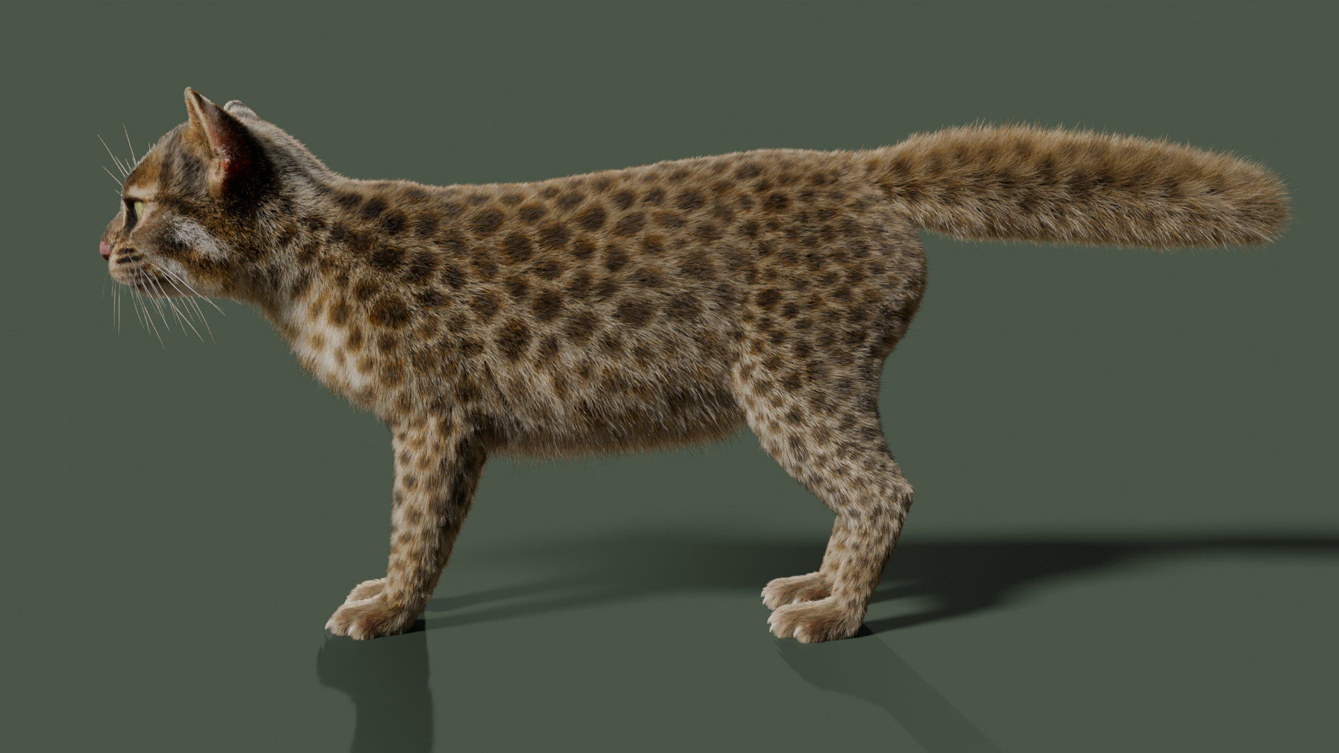Wildcat Model - TurboSquid 2361469