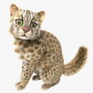 Wildcat model