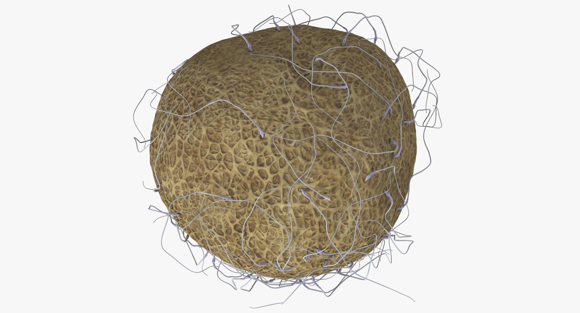 3D fertilization https://p.turbosquid.com/ts-thumb/jH/MjWq09/2FVHboPG/angles_00019/jpg/1553672641/1920x1080/fit_q87/3cd9aacd2cd82e71bde416684ce9415214a43846/angles_00019.jpg