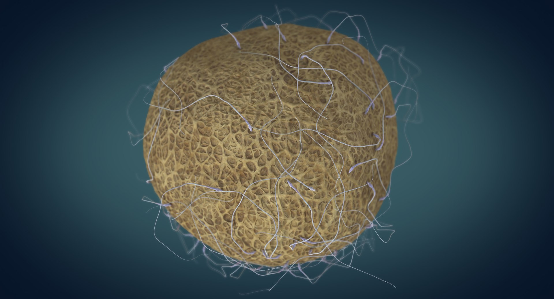 3D fertilization https://p.turbosquid.com/ts-thumb/jH/MjWq09/8pCdFRb9/angles_00008/jpg/1553672640/1920x1080/fit_q87/1021ae7d5e7d19b4440d5a041c5413e5ca6f8c6c/angles_00008.jpg