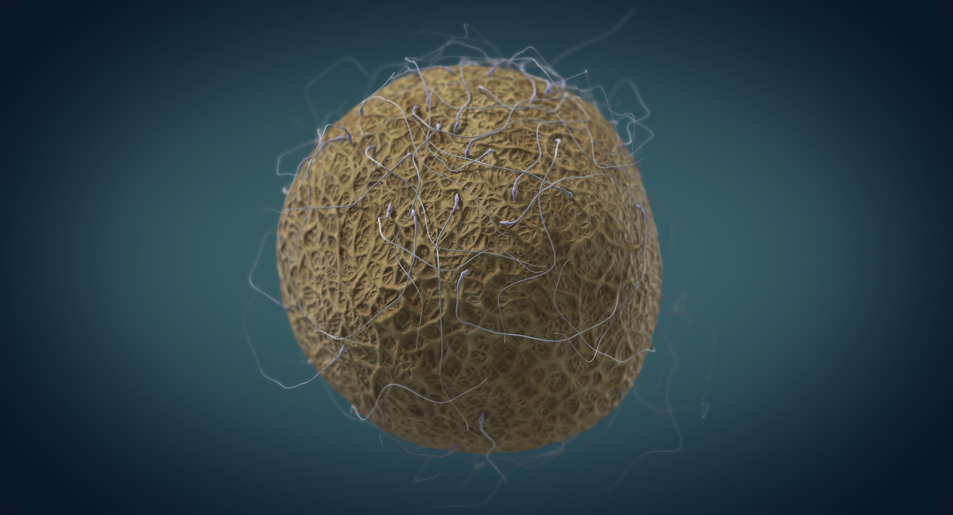 3D fertilization https://p.turbosquid.com/ts-thumb/jH/MjWq09/9yK2XMo5/angles_00007/jpg/1553672640/1920x1080/fit_q87/b129dfab658e7c40fd1f2802b38f6f5bcae89d4c/angles_00007.jpg