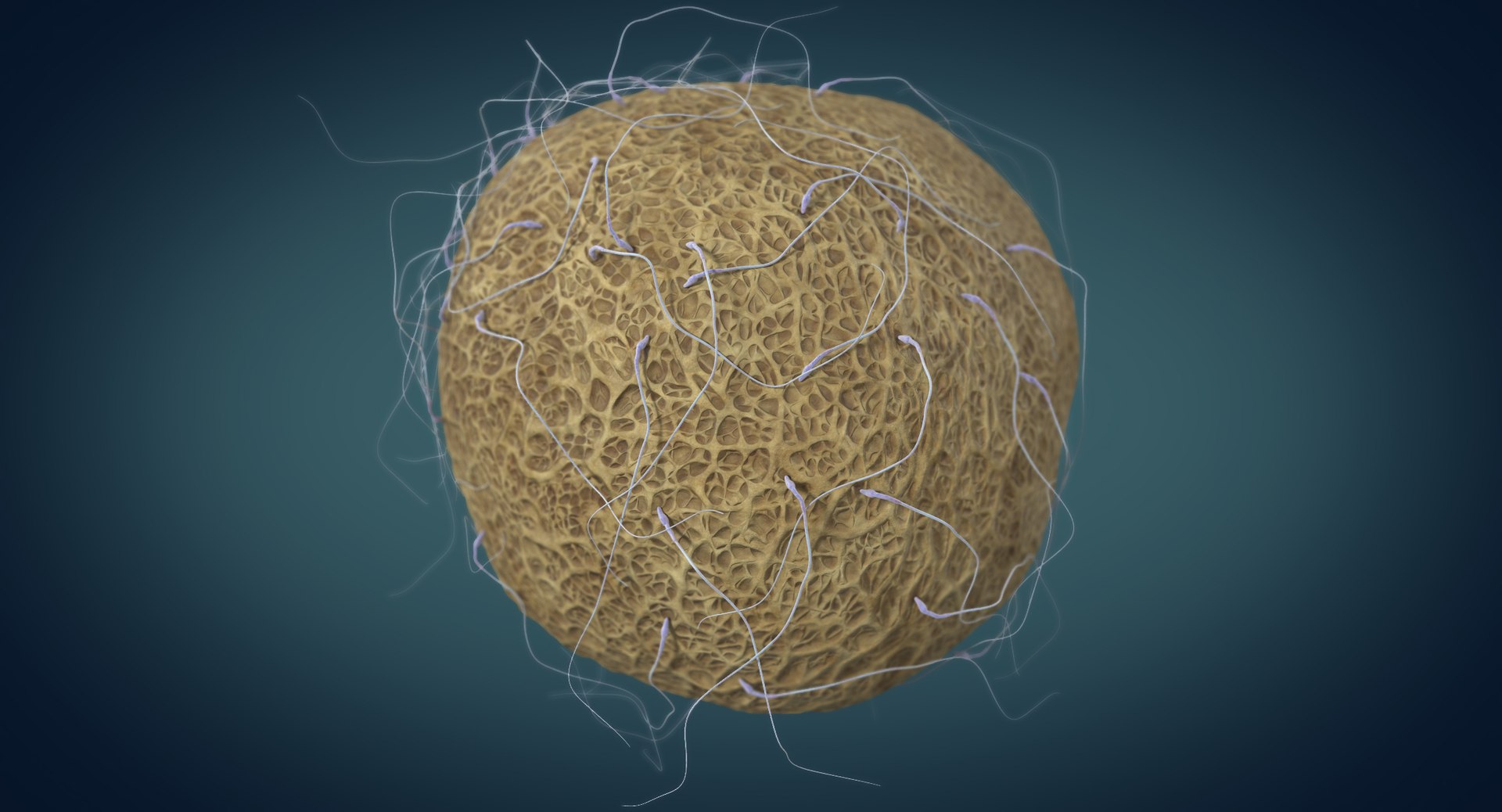 3D fertilization https://p.turbosquid.com/ts-thumb/jH/MjWq09/HX7bLKbP/angles_00003/jpg/1553672640/1920x1080/fit_q87/25eb7b9dbf6824dde3679a51ef87a803af96574d/angles_00003.jpg