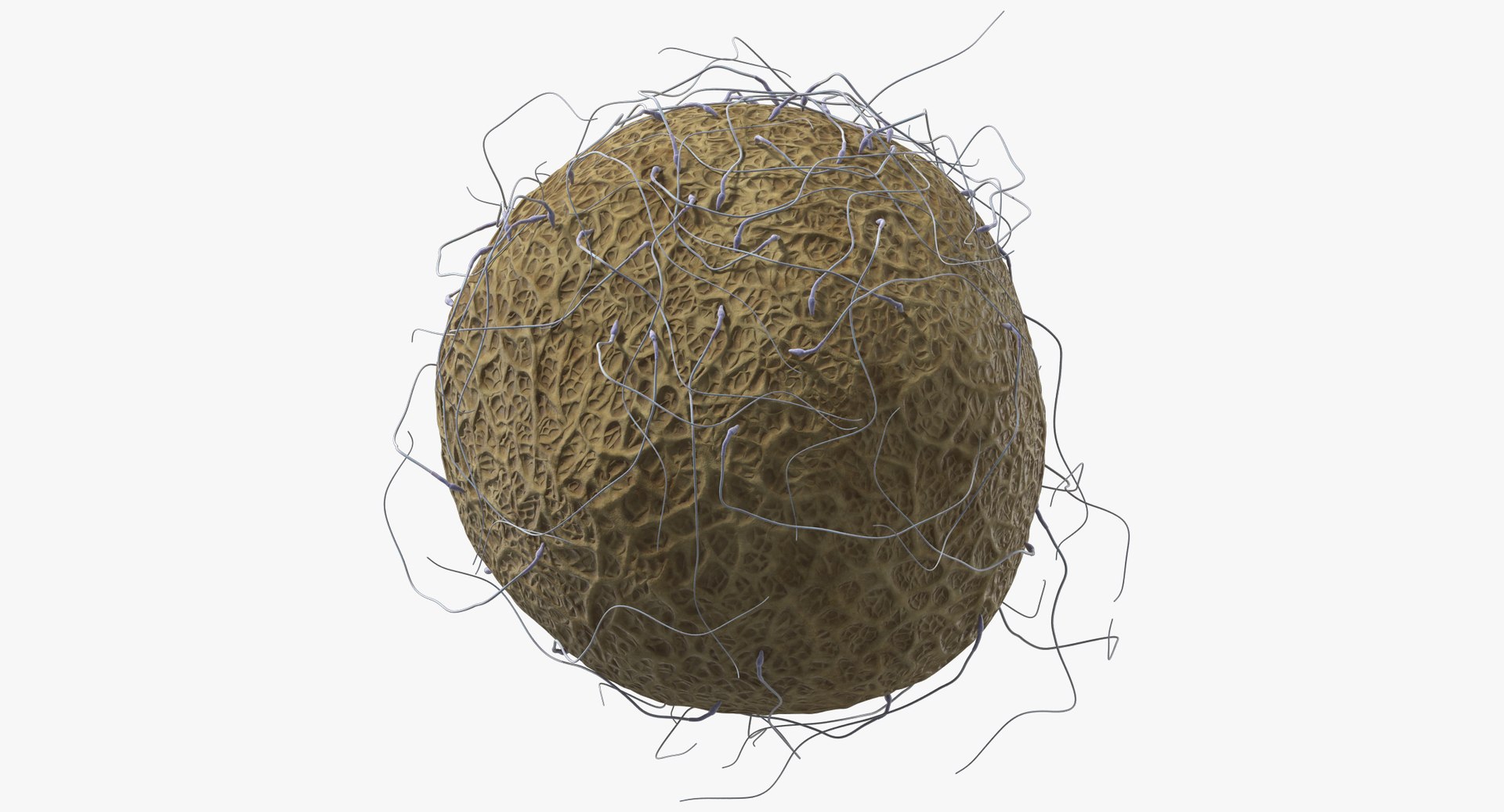 3D fertilization https://p.turbosquid.com/ts-thumb/jH/MjWq09/IY6eWr8m/angles_00018/jpg/1553672641/1920x1080/fit_q87/25bcf823ee7ddf74a87f95256f11148ea661005e/angles_00018.jpg
