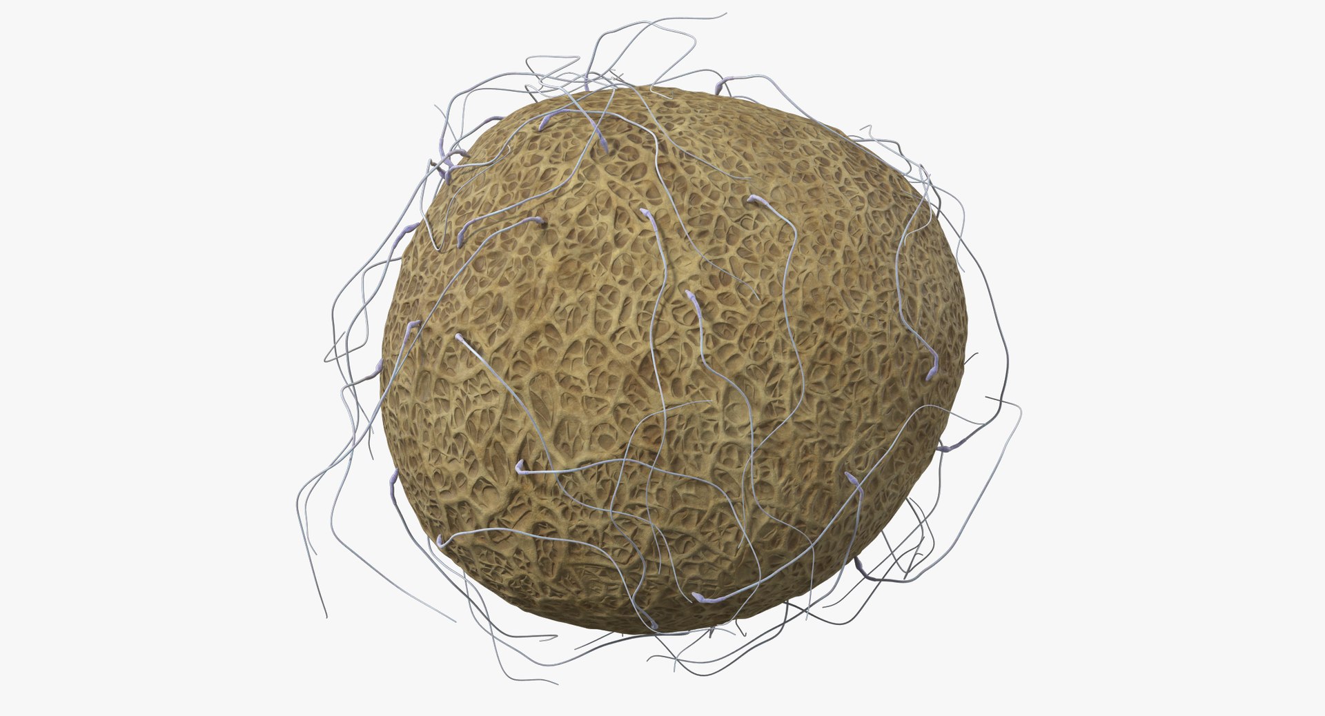 3D fertilization https://p.turbosquid.com/ts-thumb/jH/MjWq09/ObcCBBDu/angles_00022/jpg/1553672641/1920x1080/fit_q87/3cf06f51ee80ee7be398e2f0562aef96f95327e1/angles_00022.jpg