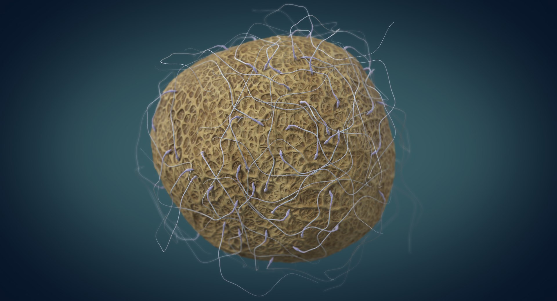 3D fertilization https://p.turbosquid.com/ts-thumb/jH/MjWq09/S7ds93ri/angles_00009/jpg/1553672640/1920x1080/fit_q87/db5134b4b7124173bb218226fa661d7d87aae812/angles_00009.jpg