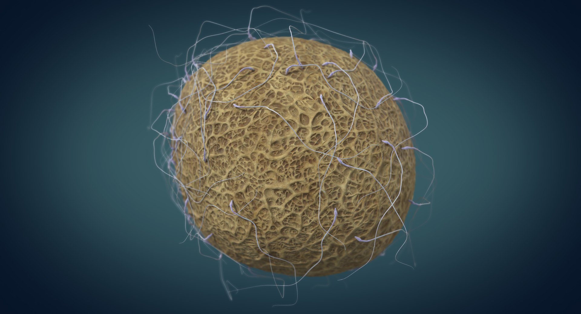 3D fertilization https://p.turbosquid.com/ts-thumb/jH/MjWq09/SBCgUHwz/angles_00012/jpg/1553672640/1920x1080/fit_q87/3b018a7d55d4acce7ea8d655c523b85764953527/angles_00012.jpg