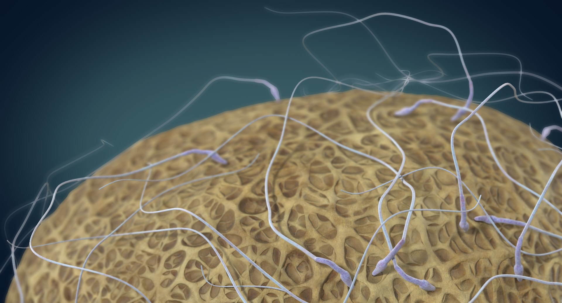 3D fertilization https://p.turbosquid.com/ts-thumb/jH/MjWq09/TGYbUi1t/angles_00004/jpg/1553672640/1920x1080/fit_q87/a0e96bb930259ab69dd9bc71e98e9ea1638ca07a/angles_00004.jpg
