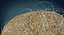 Fertilization