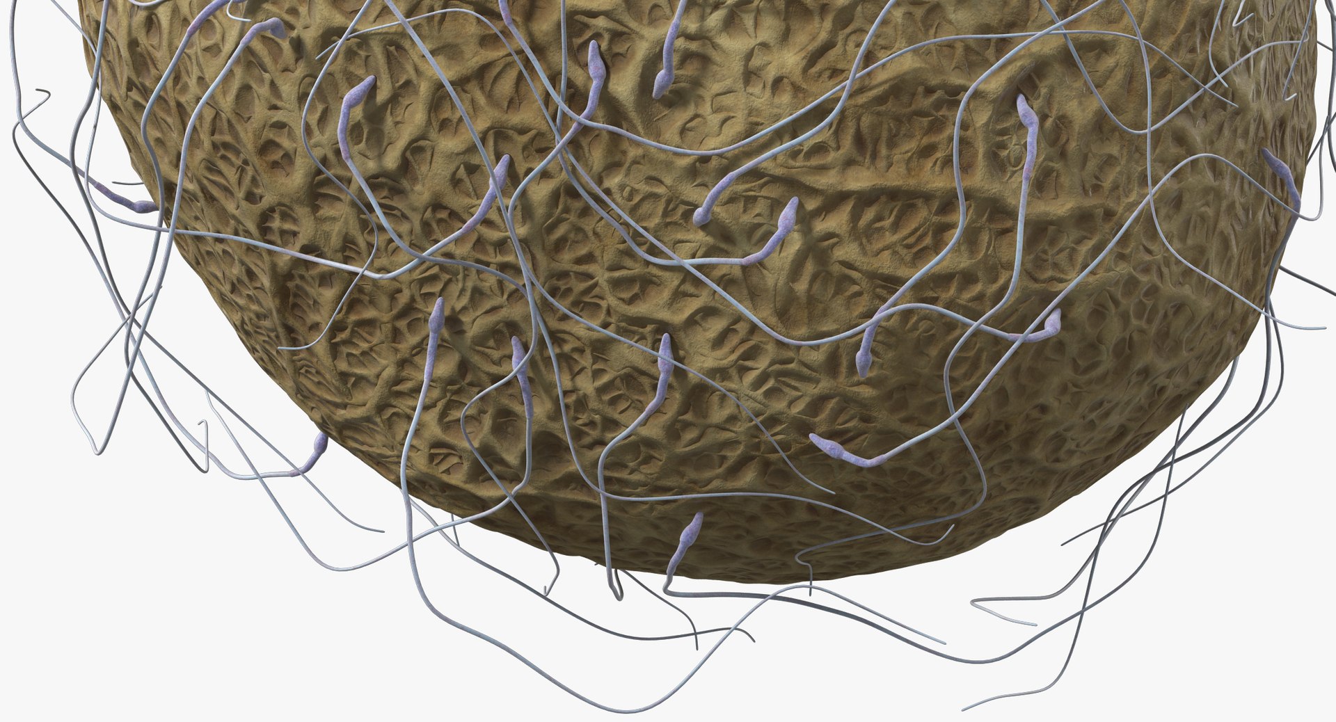 3D fertilization https://p.turbosquid.com/ts-thumb/jH/MjWq09/Un8JLM8a/angles_00017/jpg/1553672640/1920x1080/fit_q87/8ac27067d2f9f922d2d6ad6d0c6c76573f674c56/angles_00017.jpg