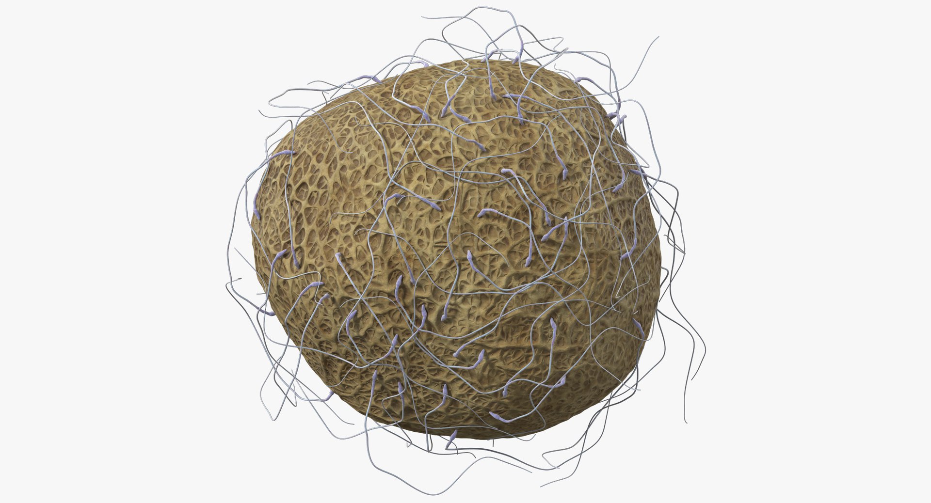 3D fertilization https://p.turbosquid.com/ts-thumb/jH/MjWq09/ZWRQkUfD/angles_00020/jpg/1553672641/1920x1080/fit_q87/377fea229361d7516a47e5b83de0423713b1a774/angles_00020.jpg