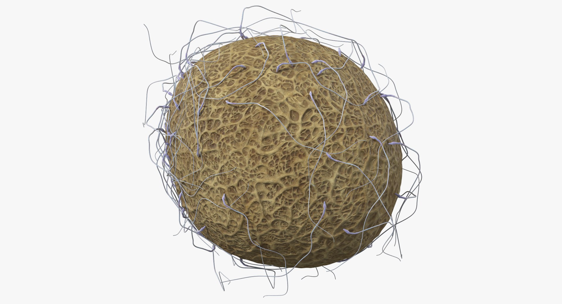 3D fertilization https://p.turbosquid.com/ts-thumb/jH/MjWq09/cGRNLwSd/angles_00023/jpg/1553672641/1920x1080/fit_q87/650fd3cc8009cc7b6c6005708668908e3001bec0/angles_00023.jpg