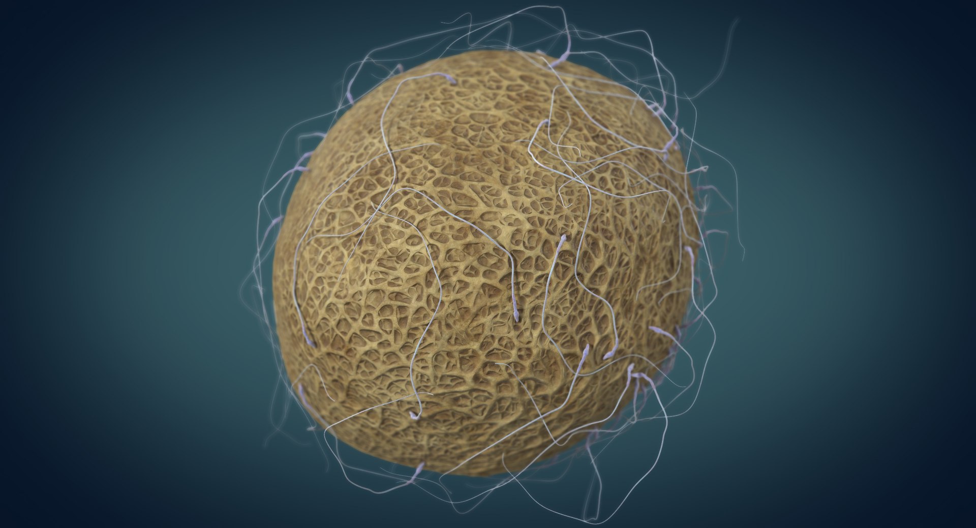 3D fertilization https://p.turbosquid.com/ts-thumb/jH/MjWq09/gBhTb0D9/angles_00002/jpg/1553672640/1920x1080/fit_q87/6bd4b6ac0dcce2a7d96c4733f4160cc22e32d8de/angles_00002.jpg