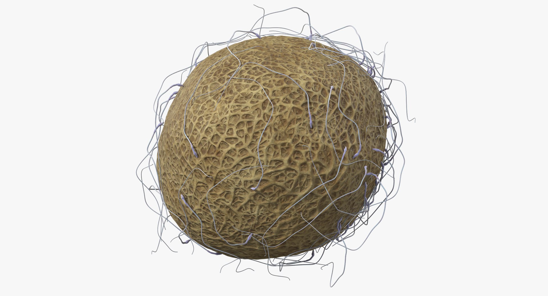 3D fertilization https://p.turbosquid.com/ts-thumb/jH/MjWq09/ih85dMyu/angles_00021/jpg/1553672641/1920x1080/fit_q87/8af41745a2082c3ba339d5c22dc3d293c2147e07/angles_00021.jpg