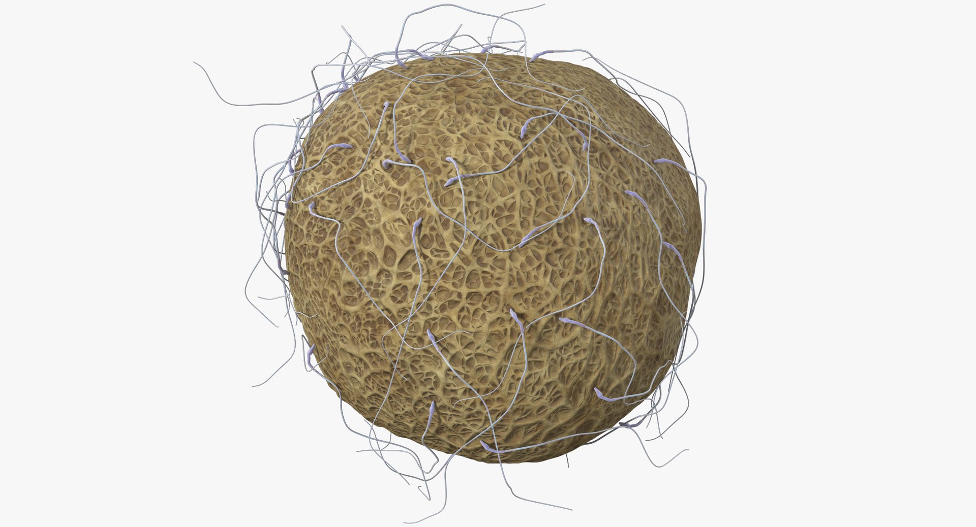 3D fertilization https://p.turbosquid.com/ts-thumb/jH/MjWq09/mnKXrtPn/angles_00014/jpg/1553672640/1920x1080/fit_q87/37323955bcc67ab49c3f68c93c973d34be37e9fd/angles_00014.jpg