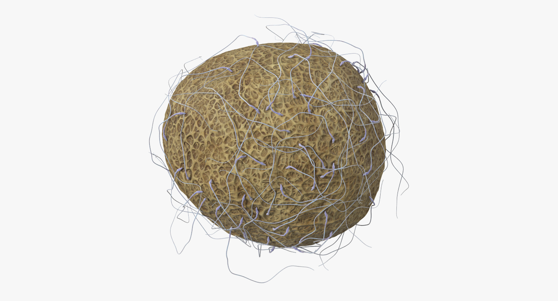 3D fertilization https://p.turbosquid.com/ts-thumb/jH/MjWq09/sjHes1sM/turntable/jpg/1553672225/1920x1080/turn_fit_q99/810a9770dc7adb9fef127a367260e2740739df04/turntable-1.jpg
