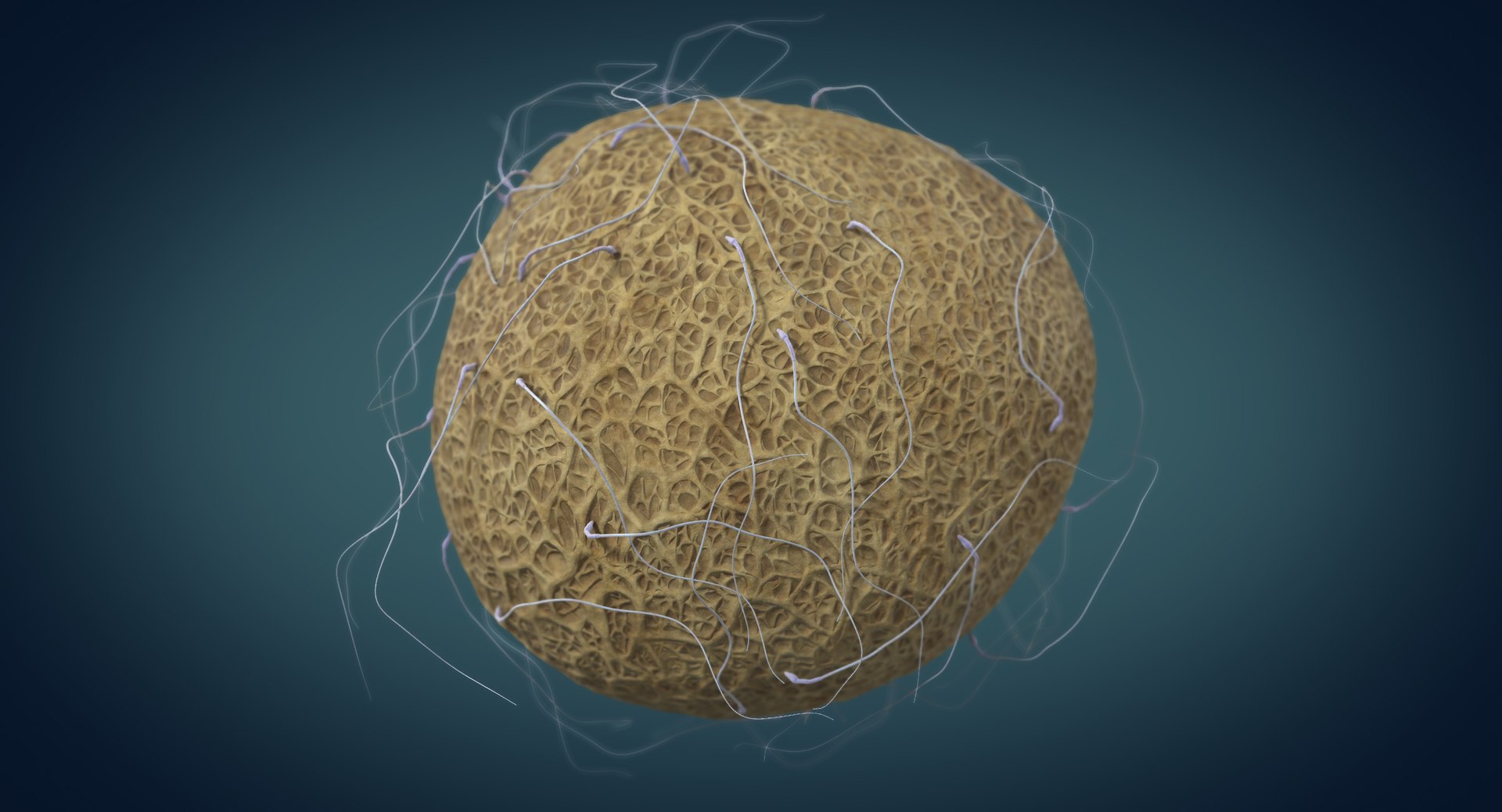 3D fertilization https://p.turbosquid.com/ts-thumb/jH/MjWq09/ssuFEYxi/angles_00011/jpg/1553672640/1920x1080/fit_q87/188e07ceacd853350d95ae918799d95a578abdb3/angles_00011.jpg