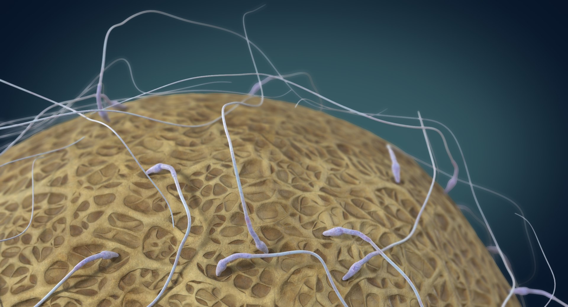 3D fertilization https://p.turbosquid.com/ts-thumb/jH/MjWq09/tgjHu6RW/angles_00005/jpg/1553672640/1920x1080/fit_q87/59deff2f5877dd2335d870a0b0dcfb3a05f7e888/angles_00005.jpg
