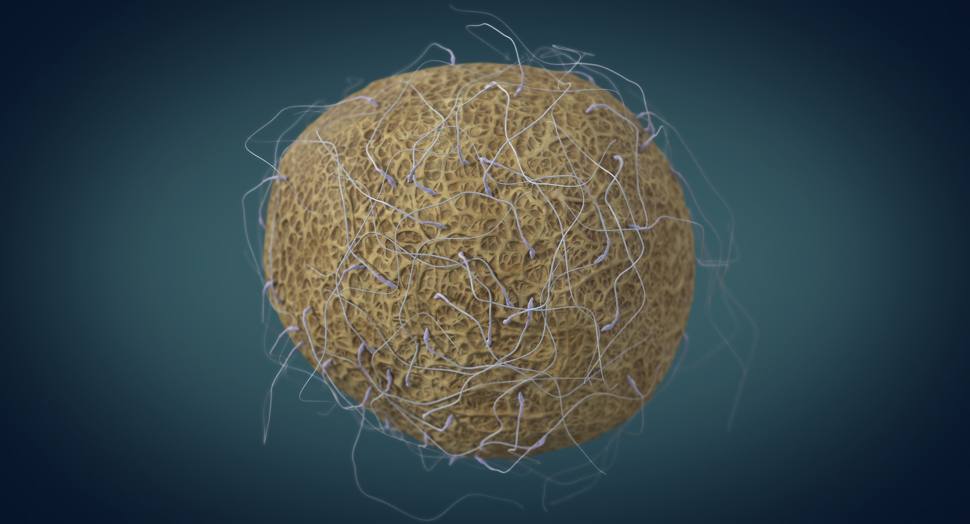 3D fertilization https://p.turbosquid.com/ts-thumb/jH/MjWq09/vFkpzC4u/angles_00001/jpg/1553672640/1920x1080/fit_q87/b5c9a9fd4960465a2ac96ac3e86a9dea0e1f68be/angles_00001.jpg