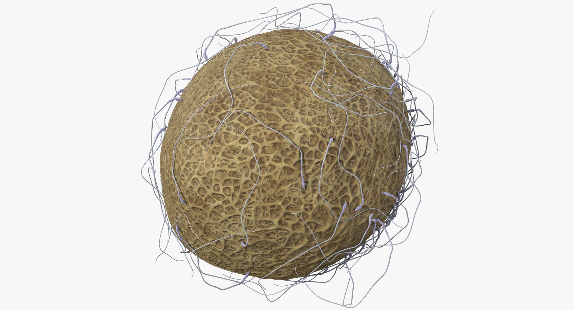 3D fertilization https://p.turbosquid.com/ts-thumb/jH/MjWq09/w912JZ9b/angles_00013/jpg/1553672640/1920x1080/fit_q87/d1fce642038a8ad228a8f860b9c20a08f8622932/angles_00013.jpg