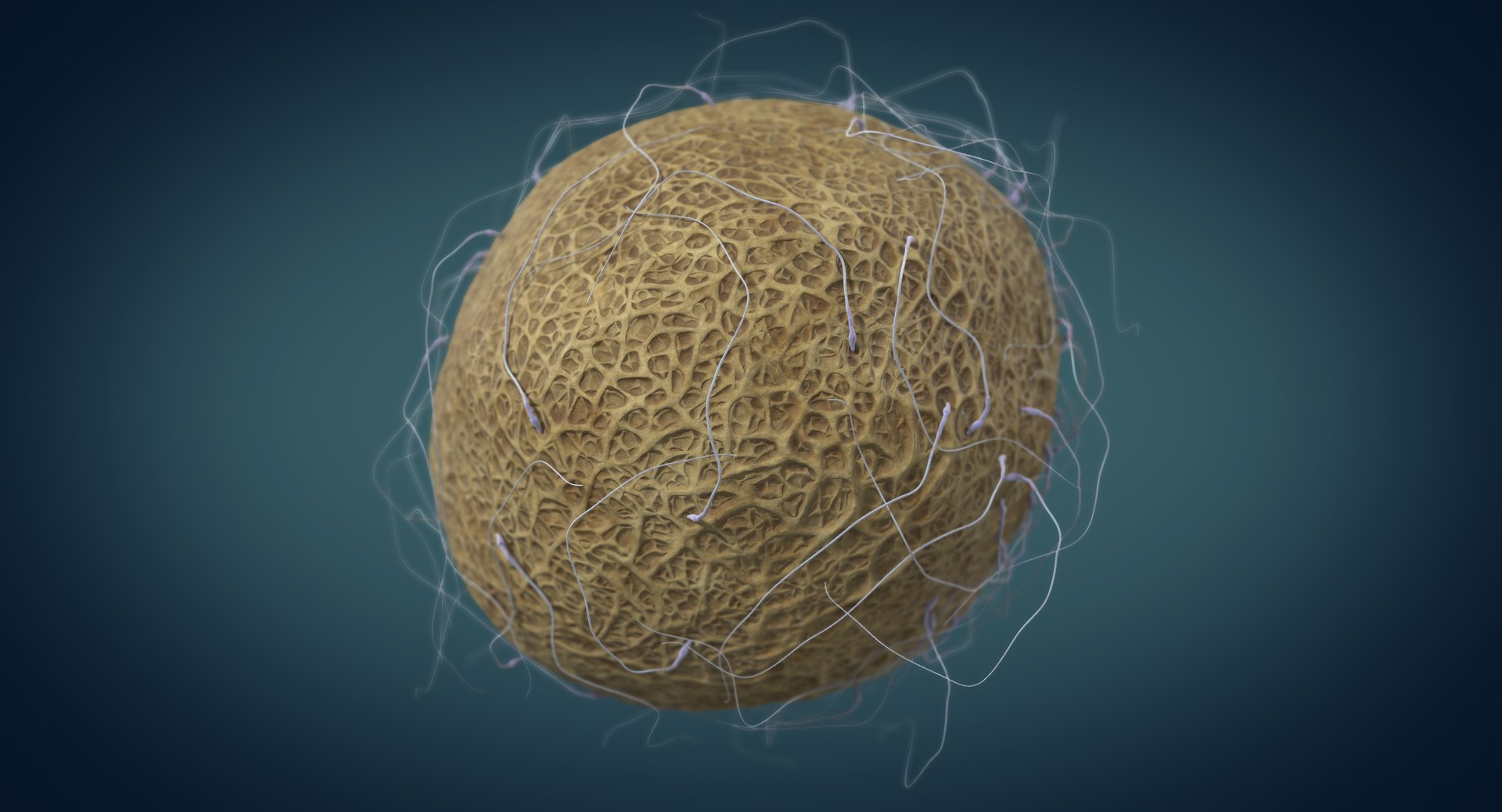 3D fertilization https://p.turbosquid.com/ts-thumb/jH/MjWq09/wuSWJMch/angles_00010/jpg/1553672640/1920x1080/fit_q87/63a4b4e26f679d187d38a084b7254c69ceee59e9/angles_00010.jpg