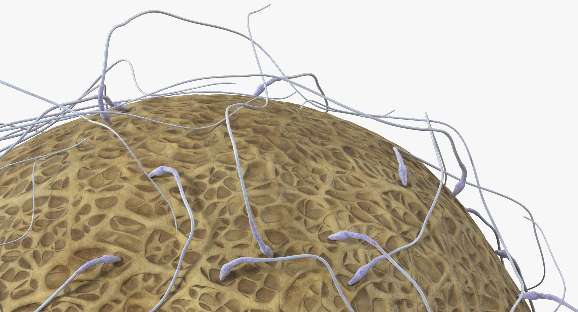 3D fertilization https://p.turbosquid.com/ts-thumb/jH/MjWq09/yZeCuug3/angles_00016/jpg/1553672640/1920x1080/fit_q87/4cce14308099b987650a1df110cd04472718aeb0/angles_00016.jpg