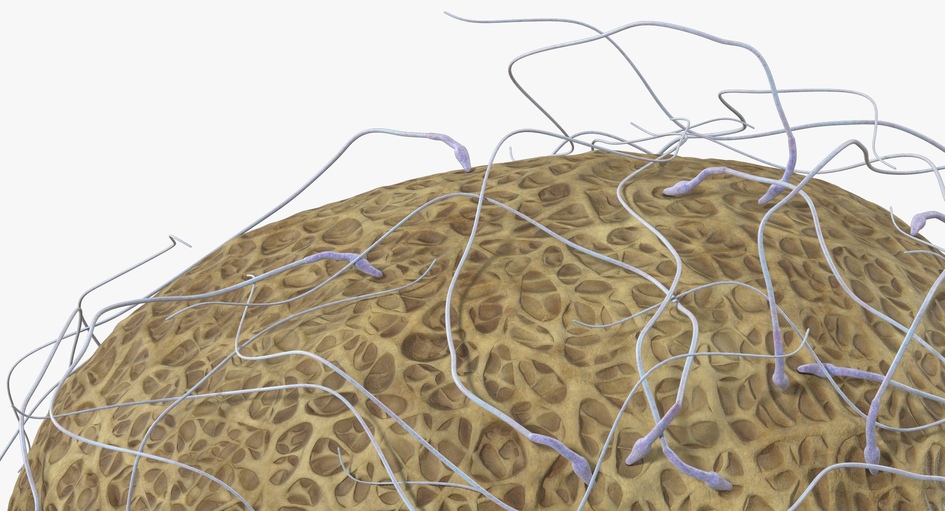 3D fertilization https://p.turbosquid.com/ts-thumb/jH/MjWq09/yh9EjrRO/angles_00015/jpg/1553672640/1920x1080/fit_q87/55760cd359da1570ae53a0e50639e7a0cbf7c249/angles_00015.jpg