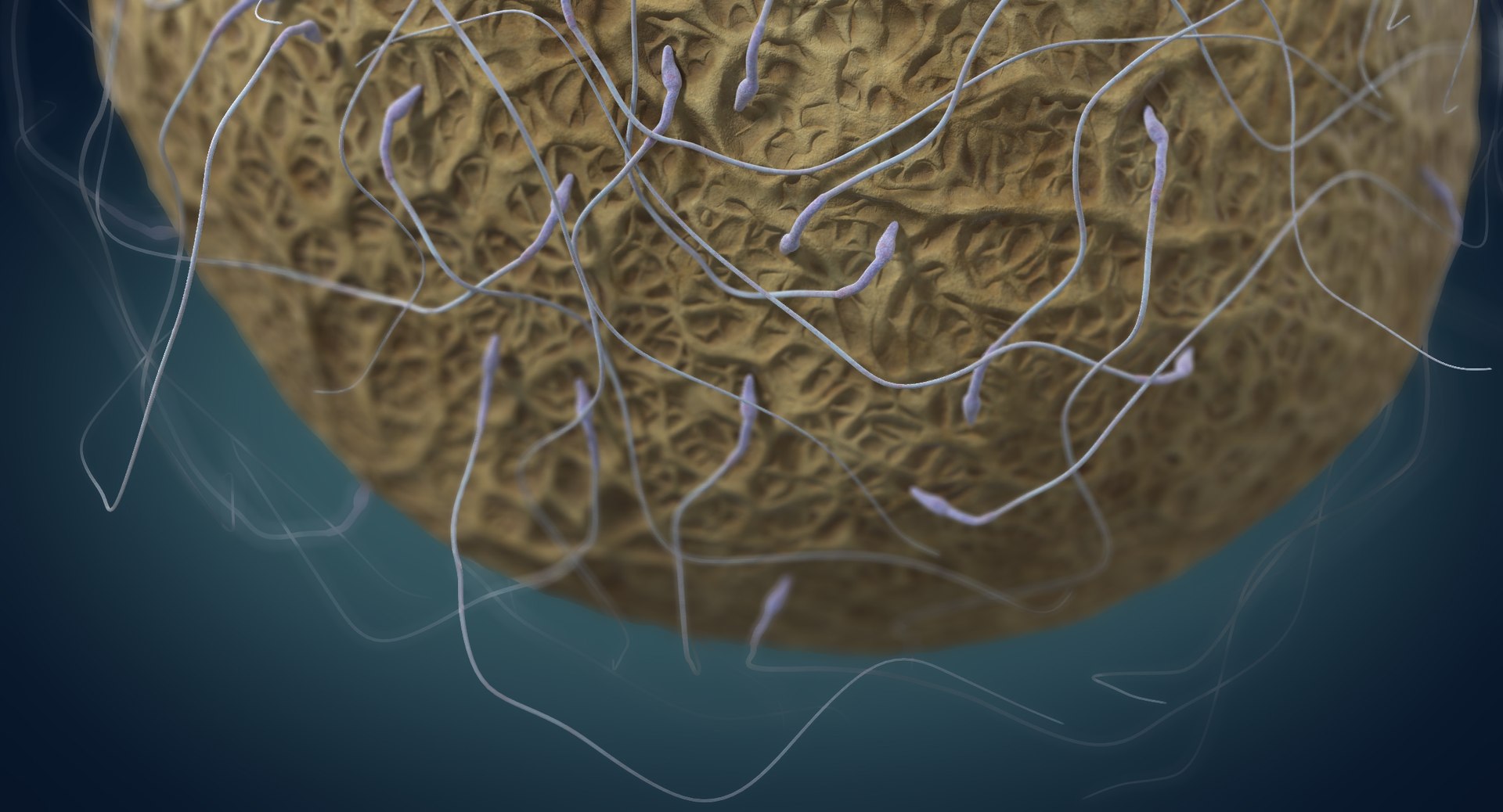 3D fertilization https://p.turbosquid.com/ts-thumb/jH/MjWq09/zACk5Gn0/angles_00006/jpg/1553672640/1920x1080/fit_q87/f3a6047598aae7a2a408afcdf9154e179e1454c2/angles_00006.jpg