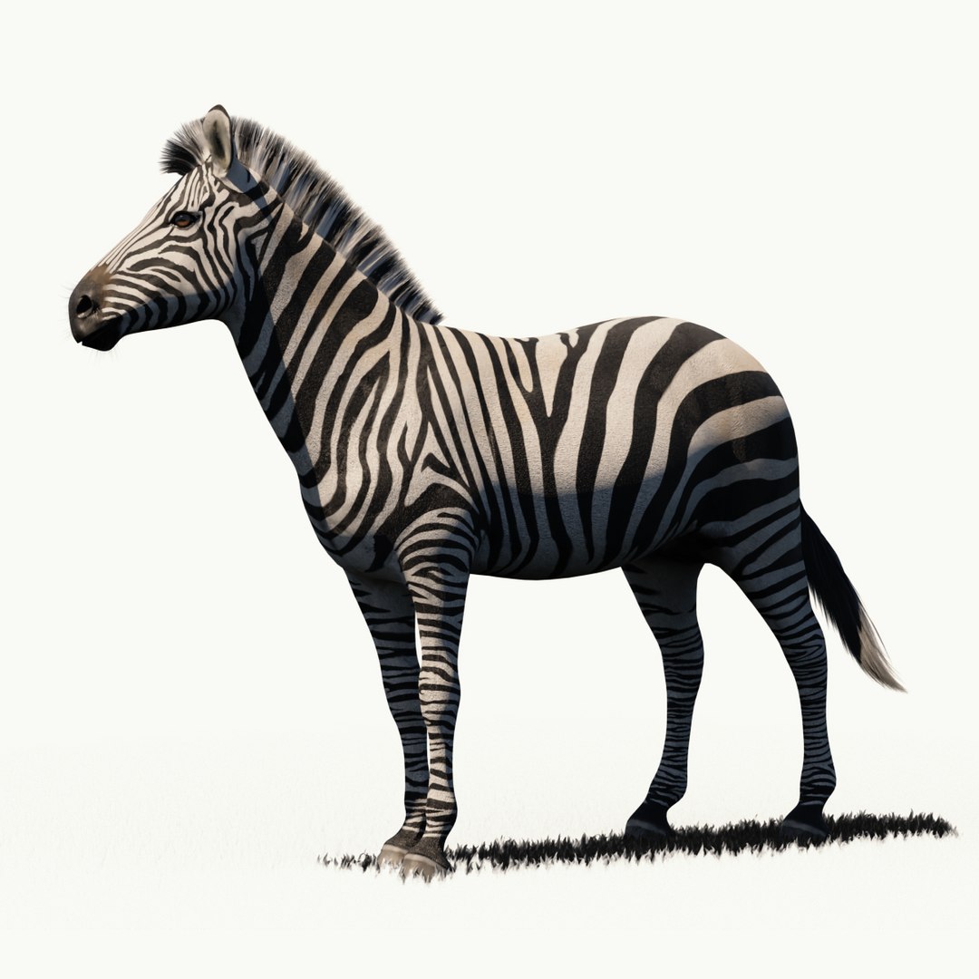 Zebra 3D Model - TurboSquid 2230738