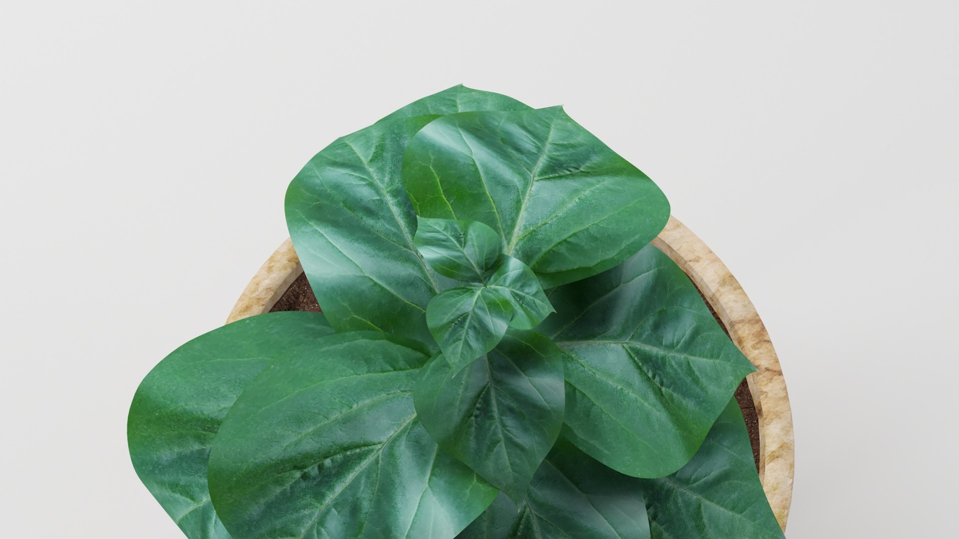 Green leaves in stone vase 3D model https://p.turbosquid.com/ts-thumb/jH/nEFfWK/sV/greenleaves21920x1080/jpg/1689070784/1920x1080/fit_q87/5d92fcf9c5a6f7f53ebd30c82e94a128178a528f/greenleaves21920x1080.jpg