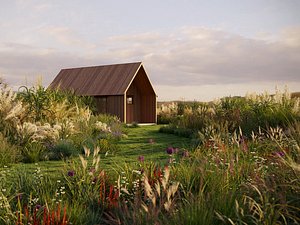 Miscanthus grass collection - Include GrowFX and Mesh file