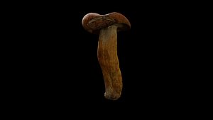 Mushroom Free 3D Model
