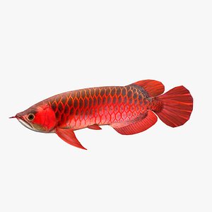 3D Arowana fish