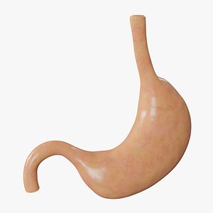 Stomach
