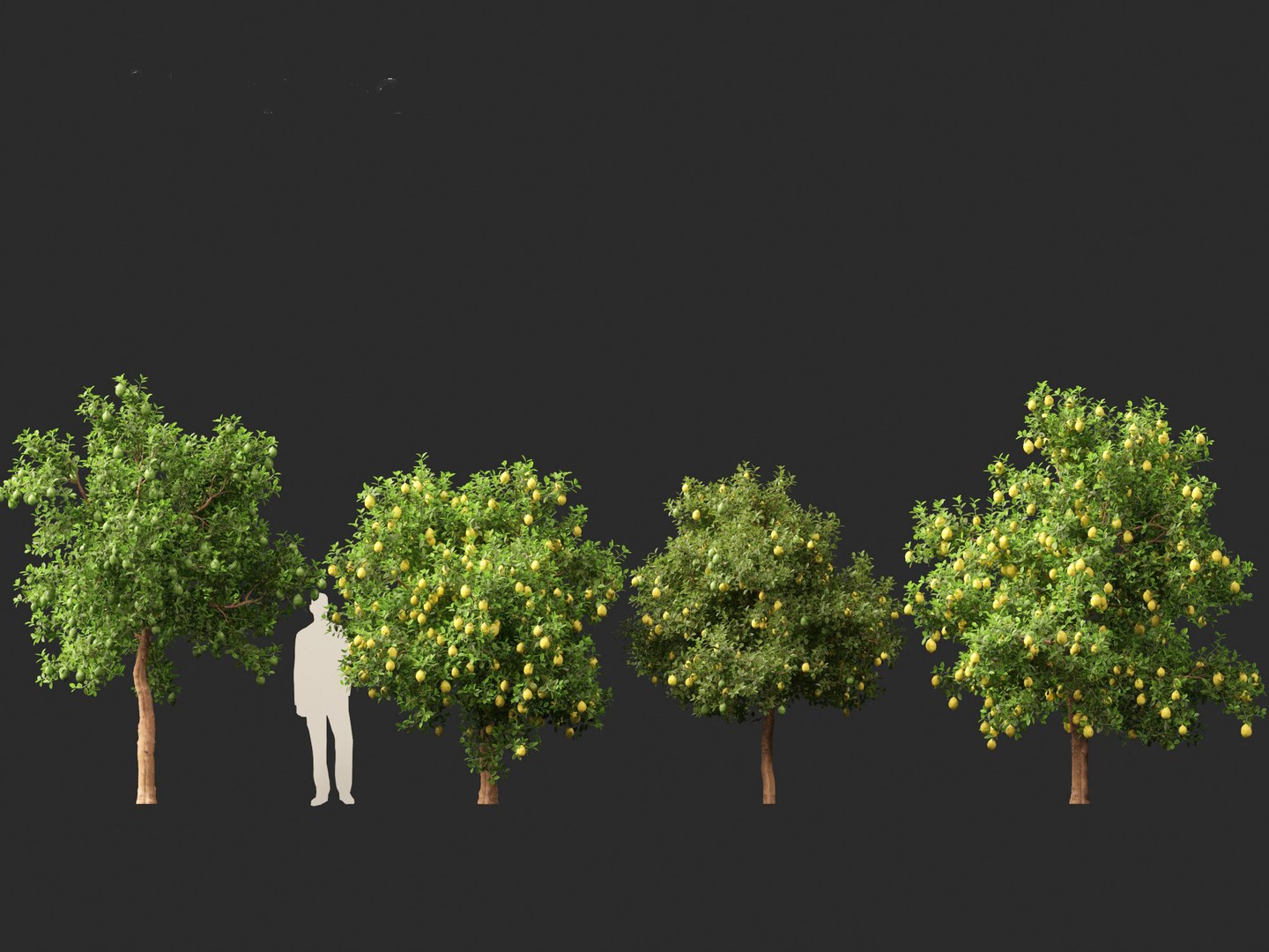 Citrus limon - Lemon Tree 02 3D model https://p.turbosquid.com/ts-thumb/jI/38p1Dl/00/citruslimon026/jpg/1692608826/1920x1080/fit_q87/33ff42c0686ea646ff3337220adb5adb3e492545/citruslimon026.jpg