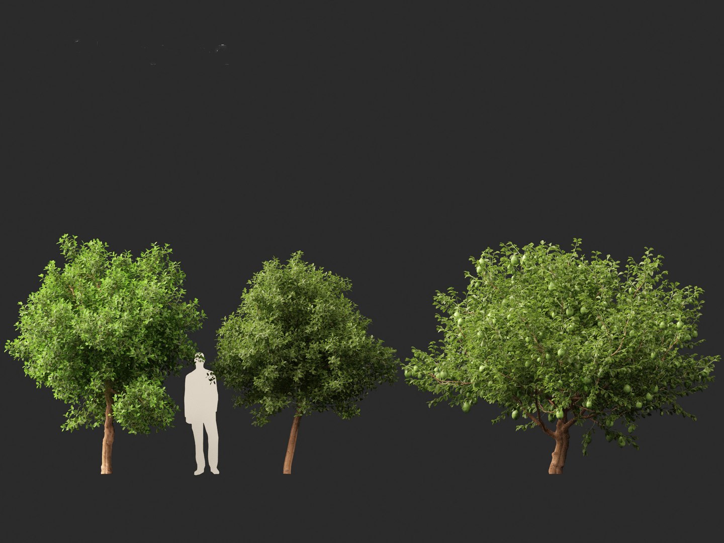 Citrus limon - Lemon Tree 02 3D model https://p.turbosquid.com/ts-thumb/jI/38p1Dl/Bo/citruslimon024/jpg/1692608808/1920x1080/fit_q87/1bbe29ac6ce79abd641976eee86bc72c8763025b/citruslimon024.jpg