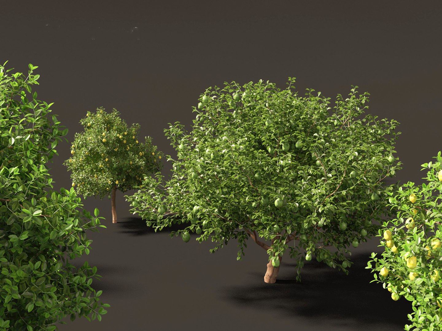 Citrus limon - Lemon Tree 02 3D model https://p.turbosquid.com/ts-thumb/jI/38p1Dl/Hc/citruslimon027/jpg/1692608831/1920x1080/fit_q87/7bf3ac3de3a43579dd81c0020d105938e002fa00/citruslimon027.jpg