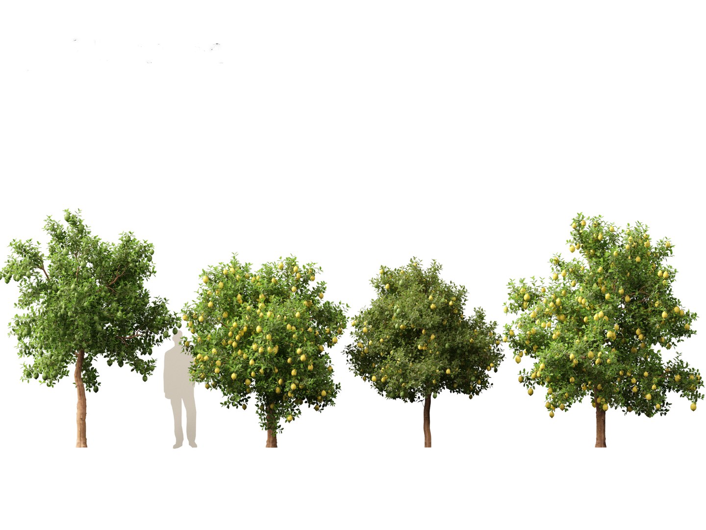 Citrus limon - Lemon Tree 02 3D model https://p.turbosquid.com/ts-thumb/jI/38p1Dl/Zm/citruslimon025/jpg/1692608817/1920x1080/fit_q87/1e58eddf8538c7b06c704cc68b9da9e3ffe74d3e/citruslimon025.jpg
